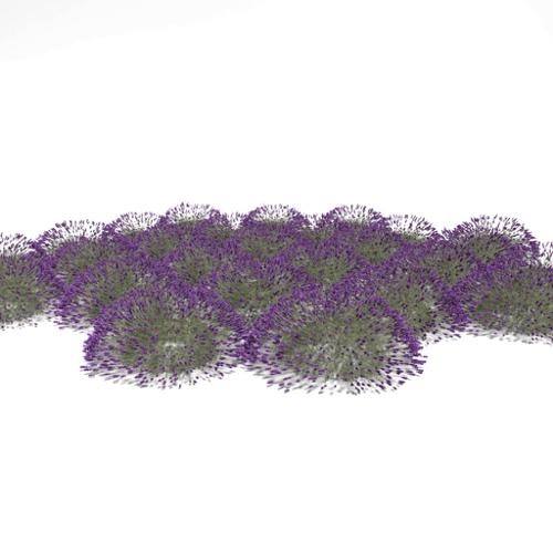 Lavandula angustifolia - shrub1 - Lavender preview image